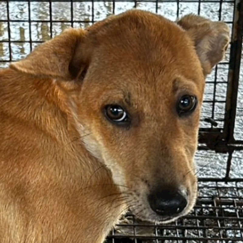 澎湖縣流浪動物收容中心,編號:373475, 混種犬          