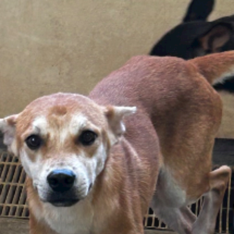 澎湖縣流浪動物收容中心,編號:330105, 混種犬          