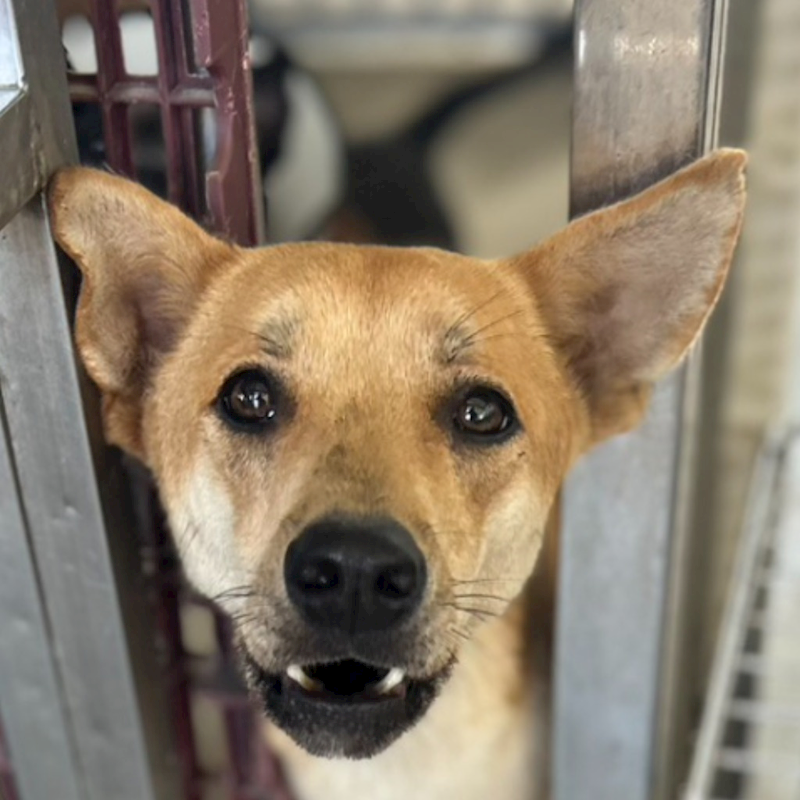 澎湖縣流浪動物收容中心,編號:414459, 混種犬          