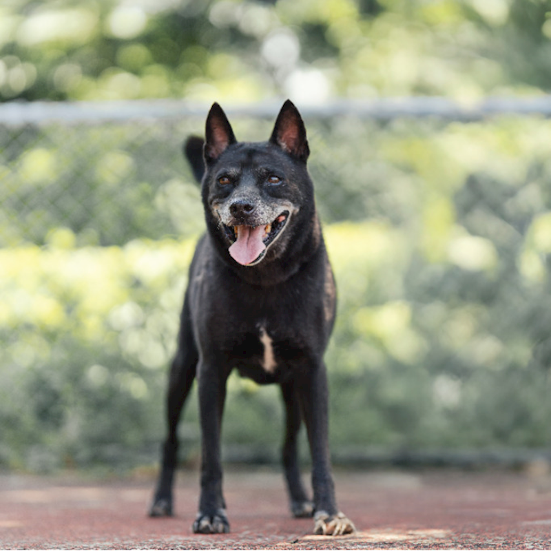 新北市板橋區公立動物之家,編號:295834, 混種犬          