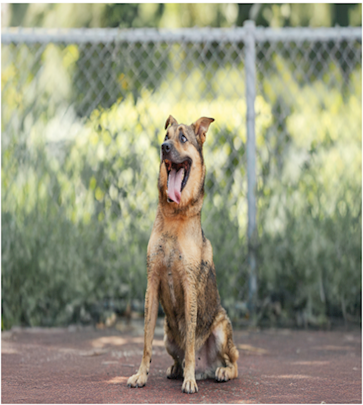 新北市板橋區公立動物之家,編號:448022, 混種犬          