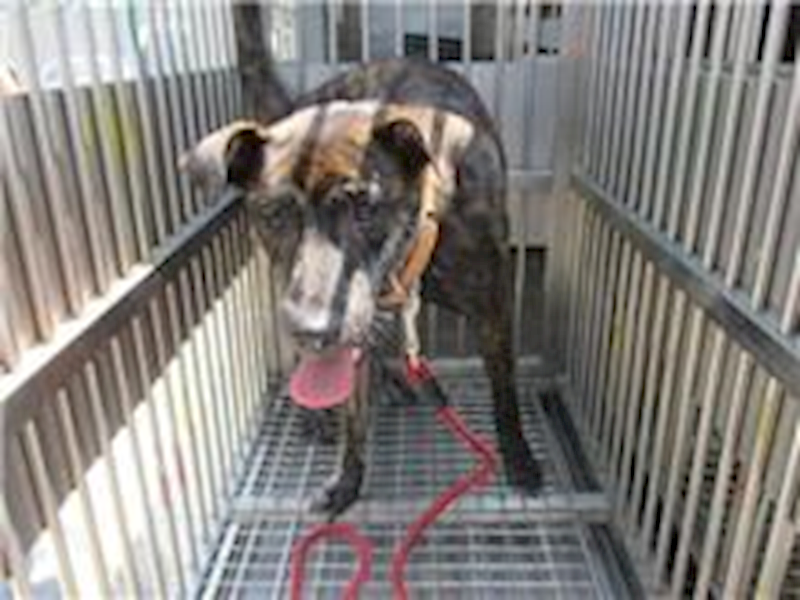 桃園市動物保護教育園區,編號:28959, 混種犬          