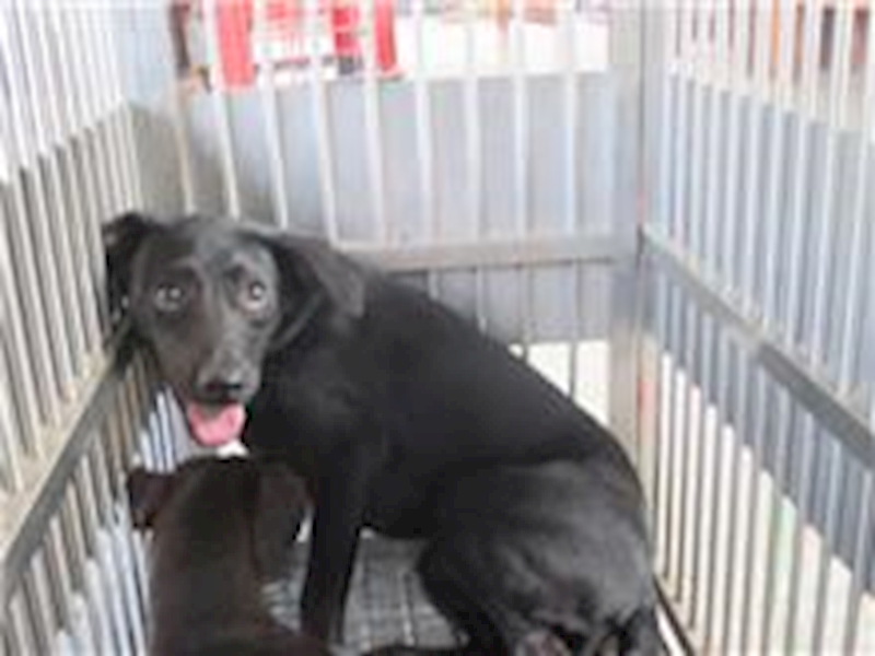 桃園市動物保護教育園區,編號:49969, 混種犬          