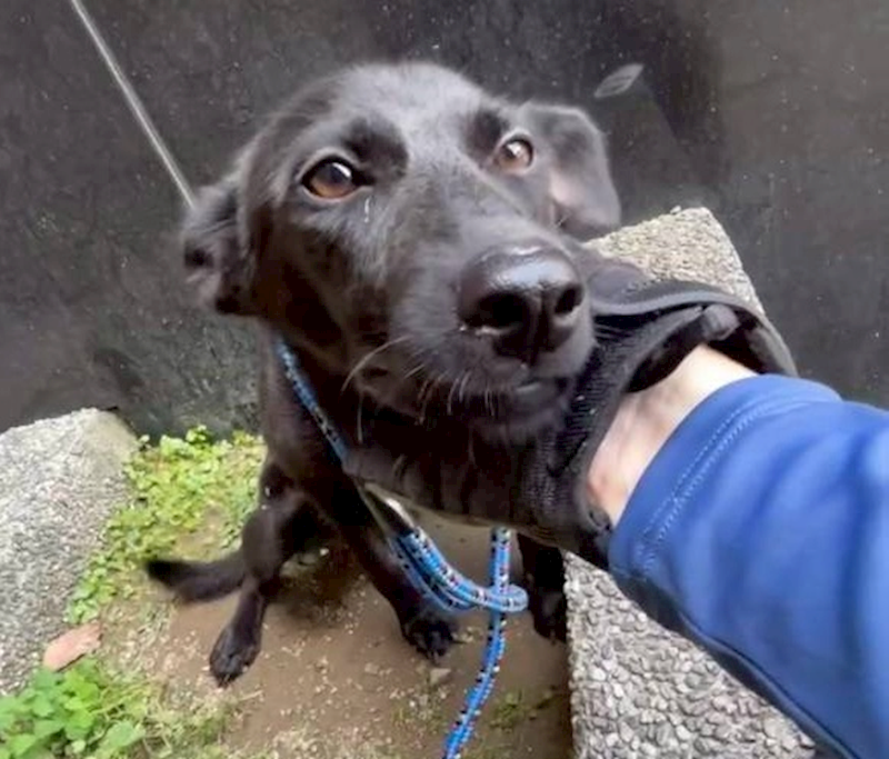 新北市板橋區公立動物之家,編號:462003, 混種犬          