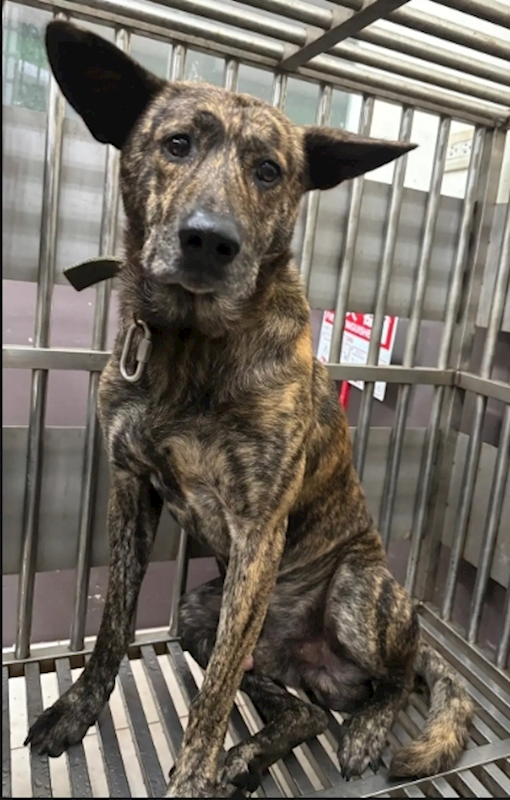 新北市五股區公立動物之家,編號:458775, 混種犬          