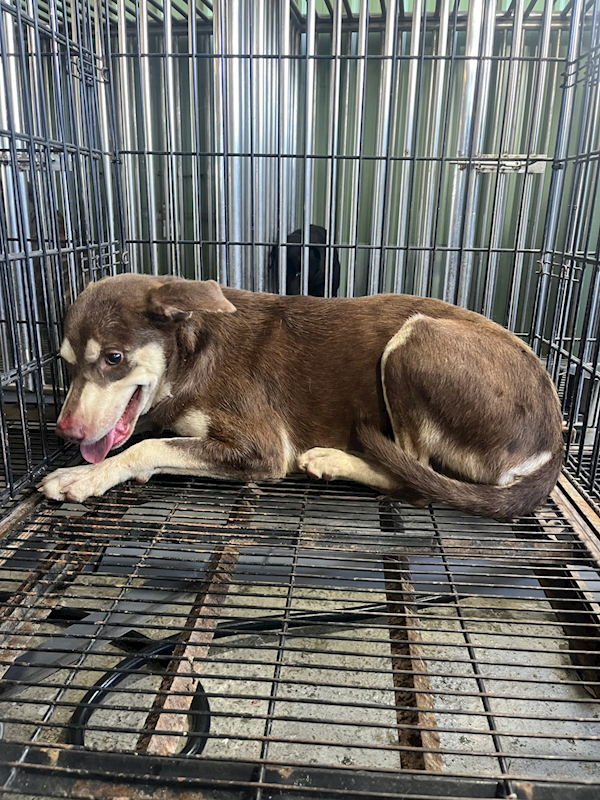 彰化縣流浪狗中途之家臨時收容所,編號:460747, 混種犬          
