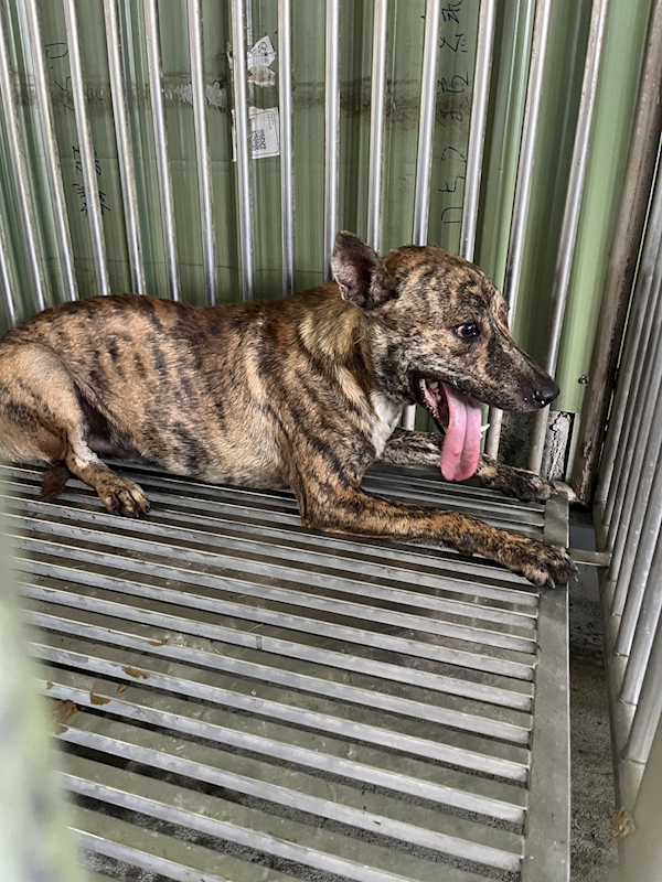 彰化縣流浪狗中途之家臨時收容所,編號:460028, 混種犬          