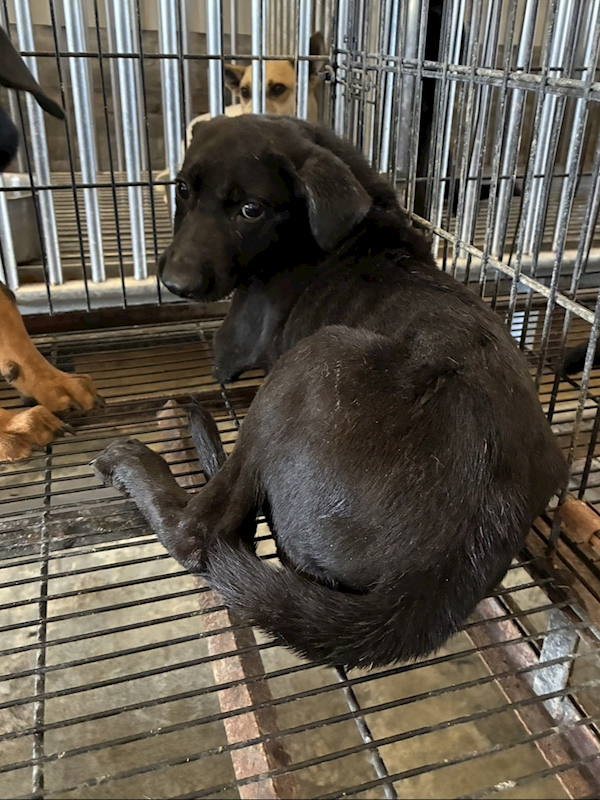 彰化縣流浪狗中途之家臨時收容所,編號:460608, 混種犬          