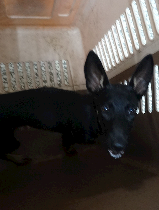 宜蘭縣流浪動物中途之家,編號:462092, 混種犬          