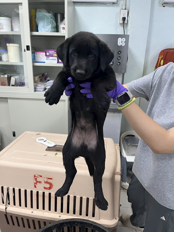 彰化縣流浪狗中途之家臨時收容所,編號:455524, 混種犬          