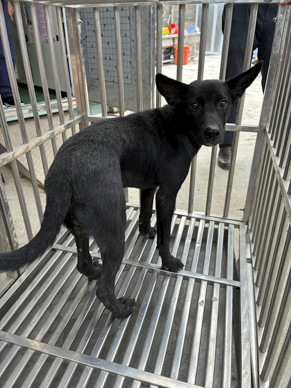 彰化縣流浪狗中途之家臨時收容所,編號:462028, 混種犬          