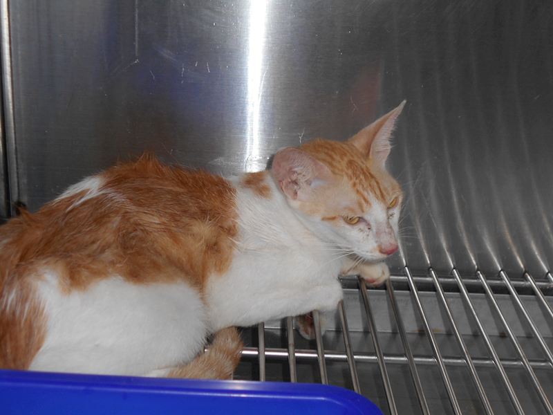 桃園市動物保護教育園區,編號:173121, 混種貓                 