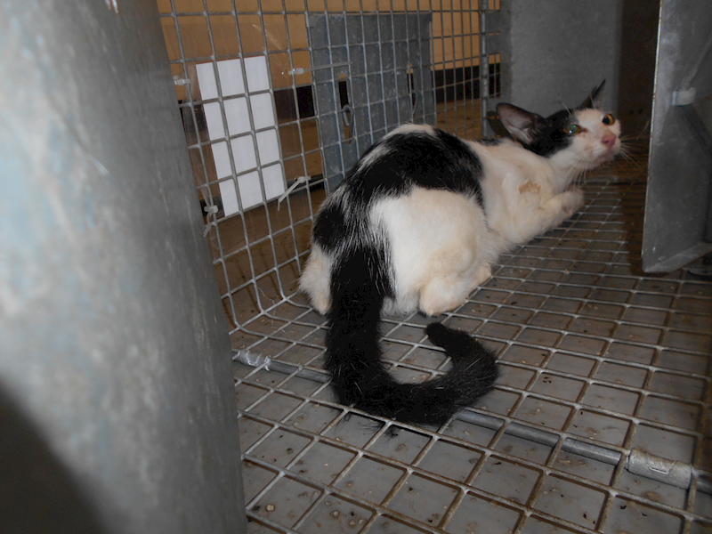 桃園市動物保護教育園區,編號:170052, 混種貓                 