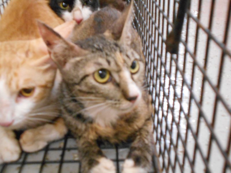 桃園市動物保護教育園區,編號:170053, 混種貓                 