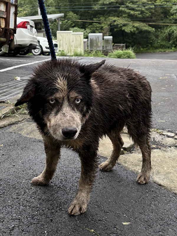 基隆市寵物銀行,編號:458838, 混種犬          
