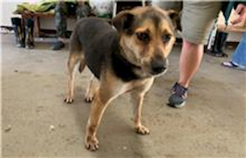 桃園市動物保護教育園區,編號:213153, 混種犬          