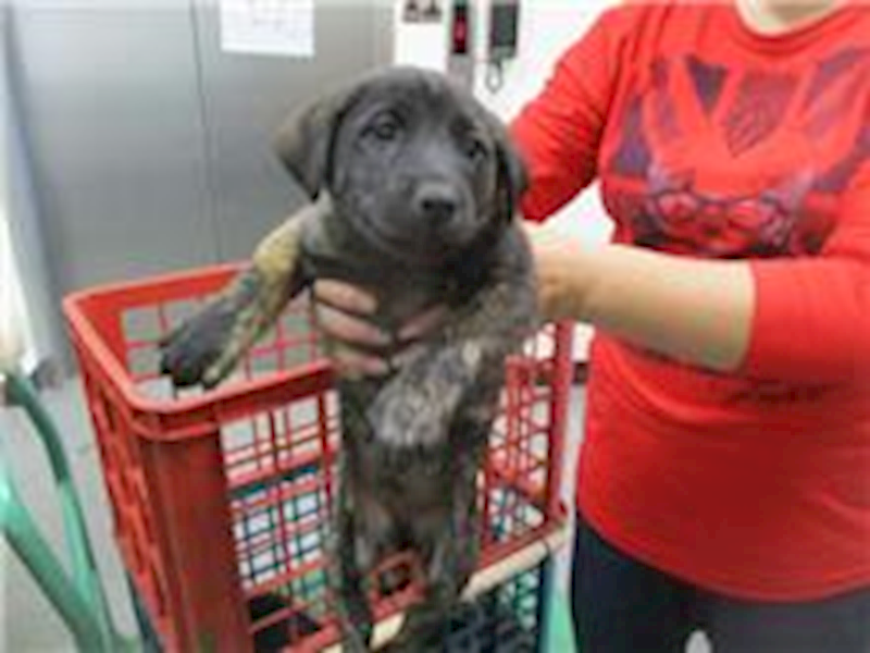 桃園市動物保護教育園區,編號:78667, 混種犬          