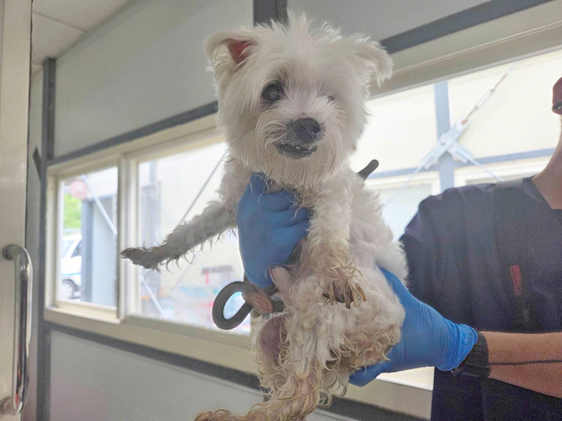臺北市動物之家,編號:451320, 瑪爾濟斯犬           