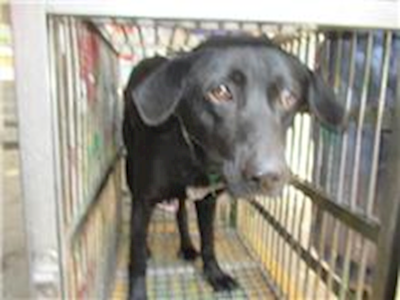 桃園市動物保護教育園區,編號:29034, 混種犬          