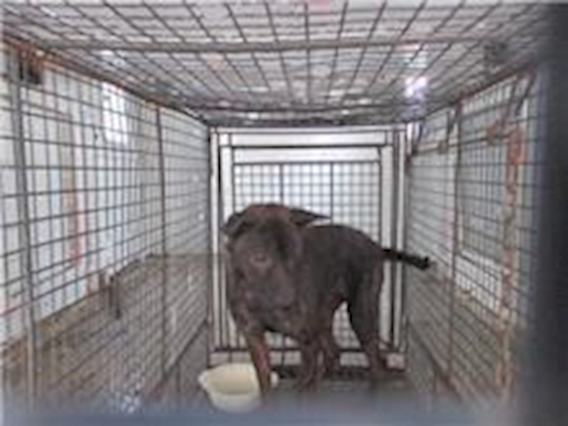 桃園市動物保護教育園區,編號:41772, 混種犬          