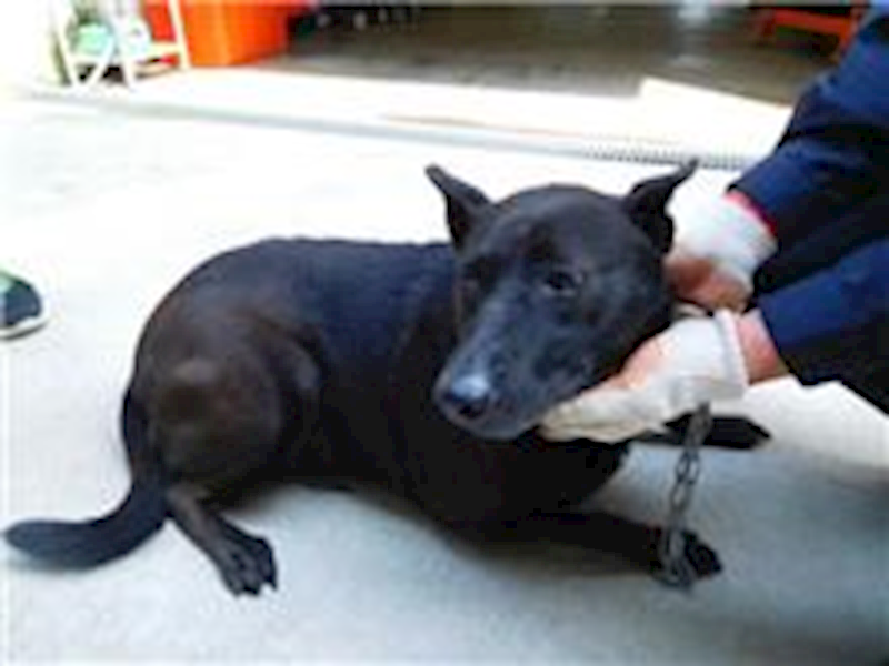 桃園市動物保護教育園區,編號:159047, 混種犬          