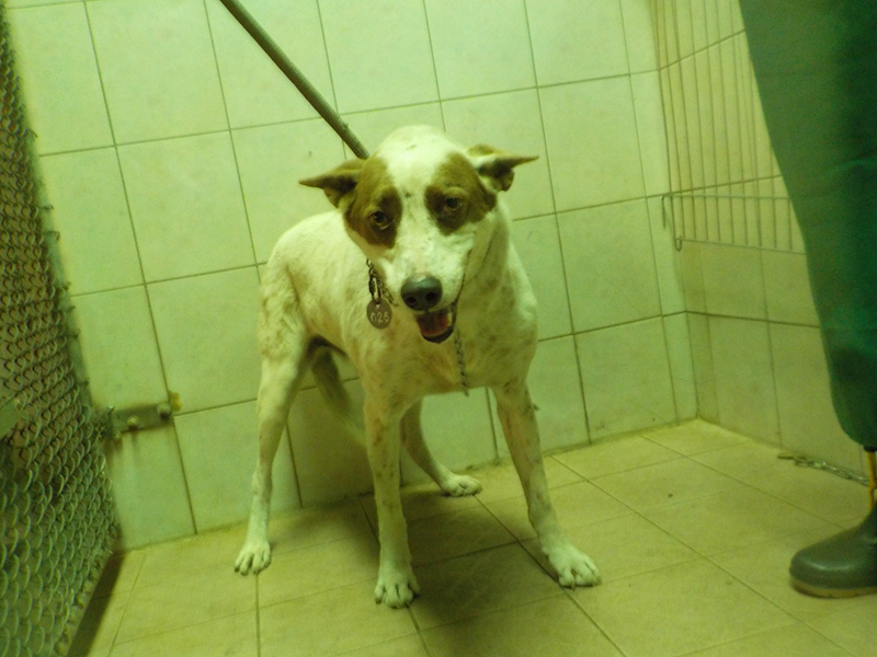 南投縣公立動物收容所,編號:349214, 混種犬          