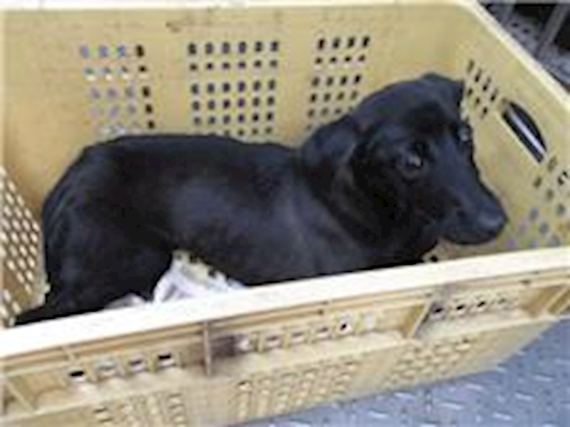 南投縣公立動物收容所,編號:113958, 混種犬          