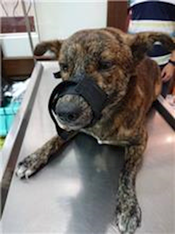 南投縣公立動物收容所,編號:70204, 混種犬          