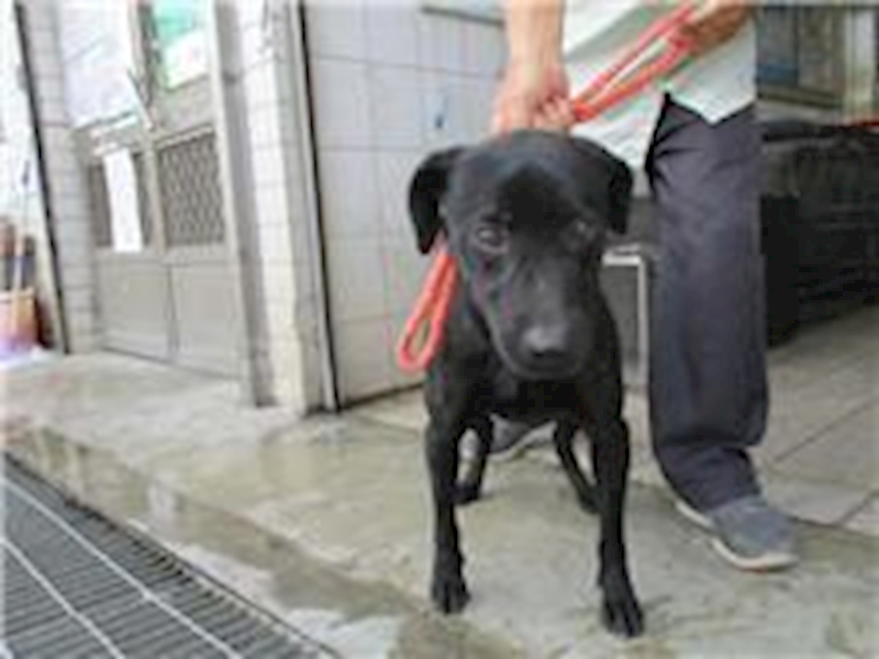 南投縣公立動物收容所,編號:26918, 混種犬          