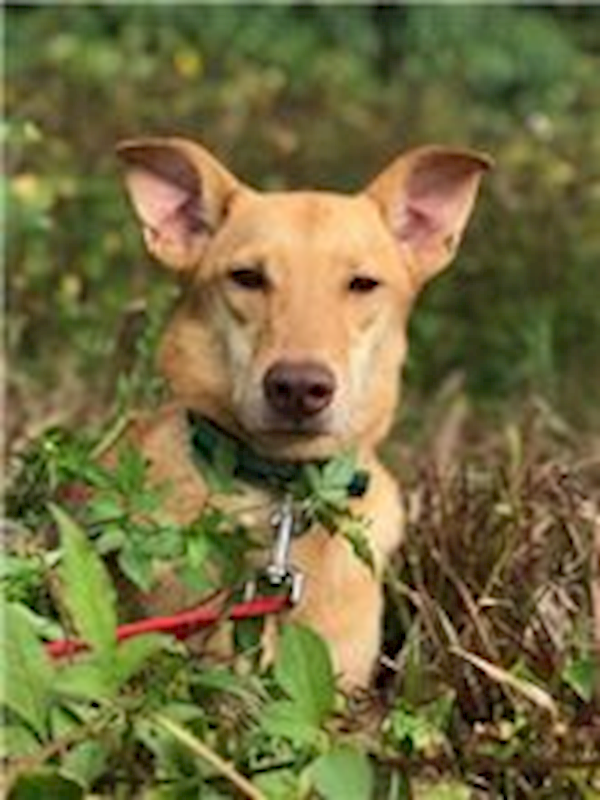 南投縣公立動物收容所,編號:26915, 混種犬          