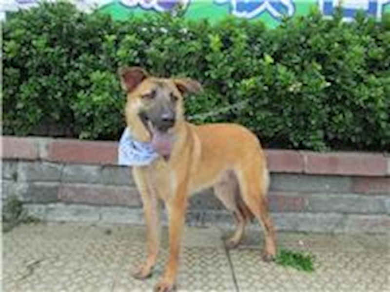 南投縣公立動物收容所,編號:26914, 混種犬          