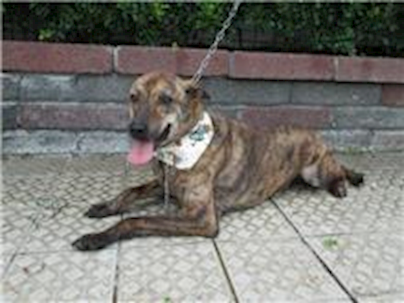 南投縣公立動物收容所,編號:26907, 混種犬          