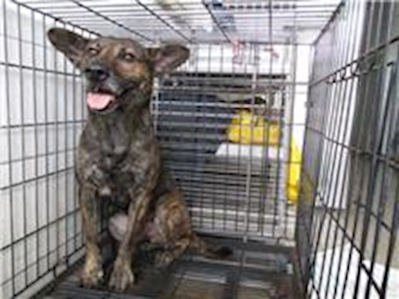 南投縣公立動物收容所,編號:26849, 混種犬          