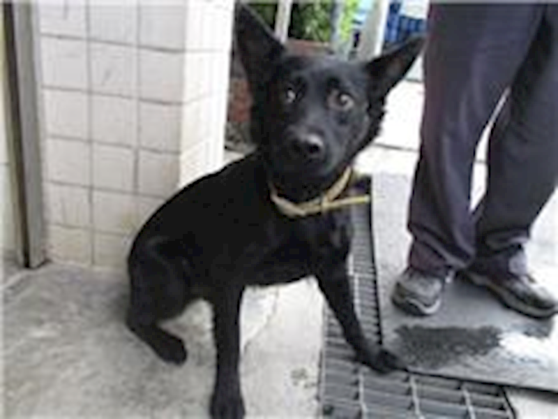 南投縣公立動物收容所,編號:26843, 混種犬          