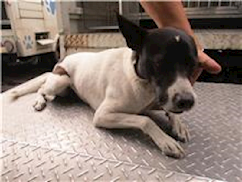 南投縣公立動物收容所,編號:202864, 混種犬          