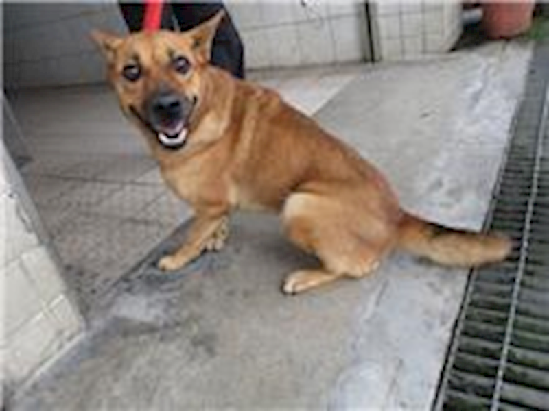 南投縣公立動物收容所,編號:113957, 混種犬          