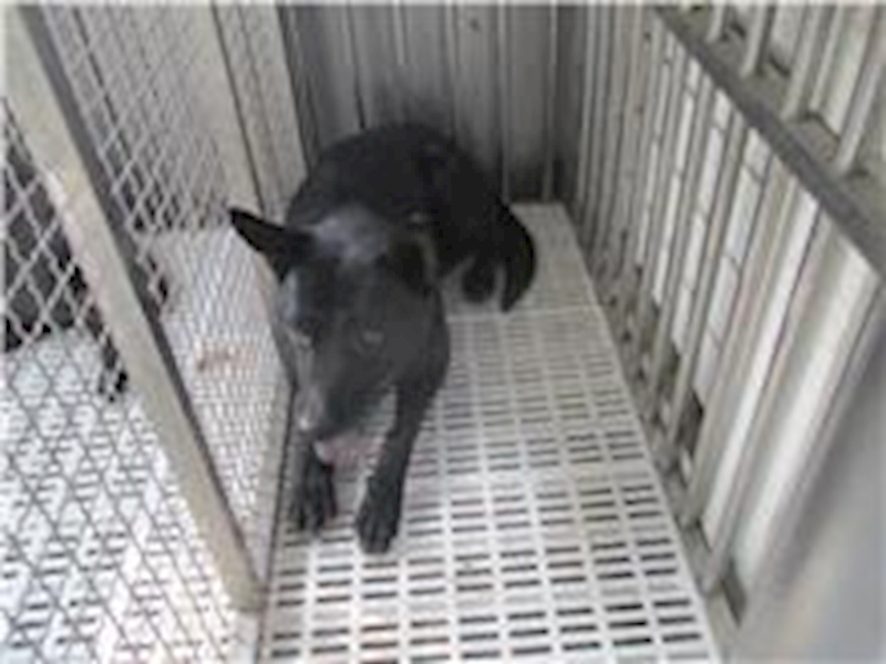 南投縣公立動物收容所,編號:247390, 混種犬          