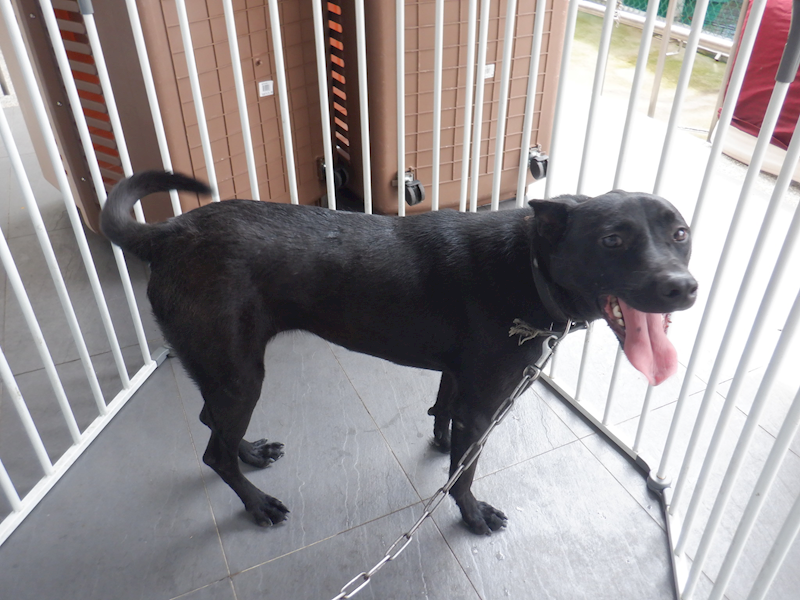 南投縣公立動物收容所,編號:361295, 混種犬          