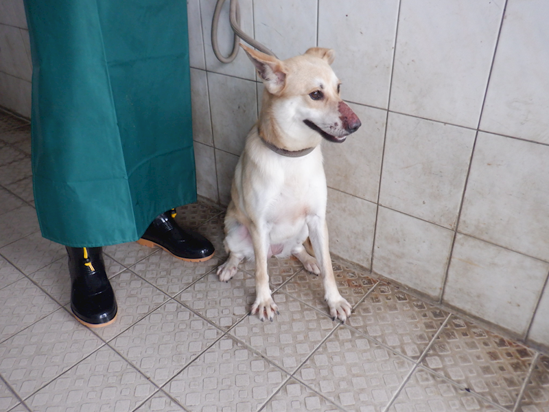 南投縣公立動物收容所,編號:353441, 混種犬          