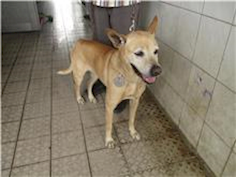 南投縣公立動物收容所,編號:241491, 混種犬          