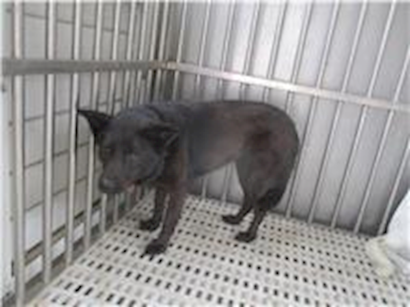 南投縣公立動物收容所,編號:204164, 混種犬          