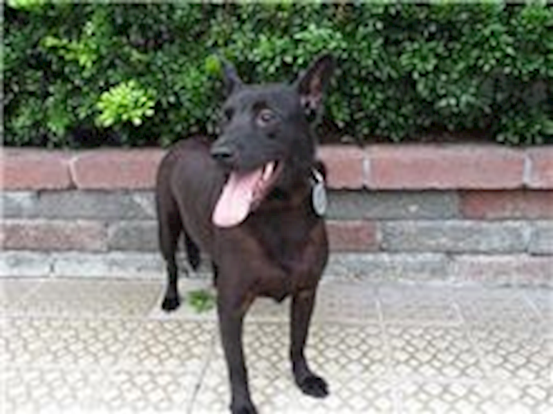 南投縣公立動物收容所,編號:26698, 混種犬          