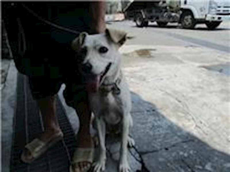 南投縣公立動物收容所,編號:28387, 混種犬          