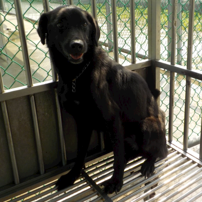 南投縣公立動物收容所,編號:28435, 混種犬          