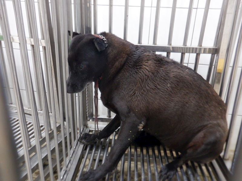 南投縣公立動物收容所,編號:404741, 混種犬          
