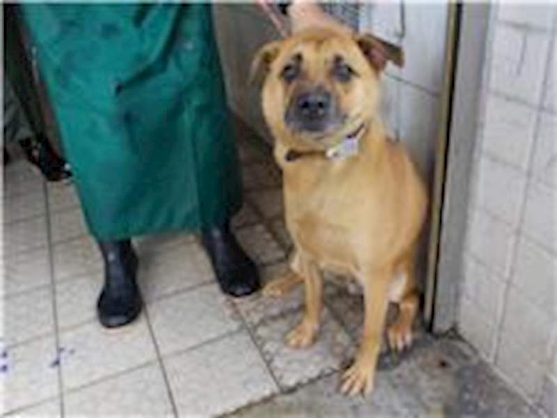 南投縣公立動物收容所,編號:264879, 混種犬          
