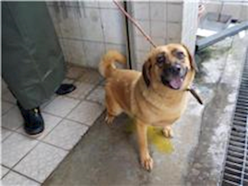 南投縣公立動物收容所,編號:264876, 混種犬          