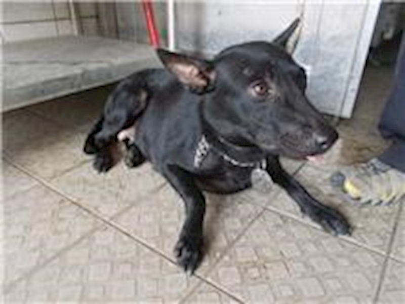 南投縣公立動物收容所,編號:28395, 混種犬          