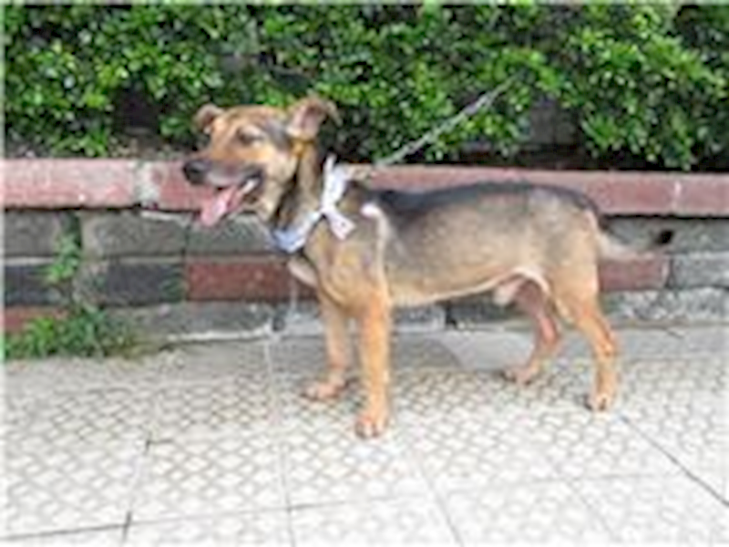 南投縣公立動物收容所,編號:28342, 混種犬          