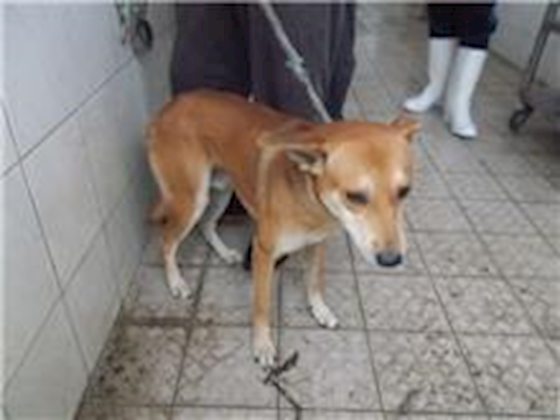 南投縣公立動物收容所,編號:26695, 混種犬          